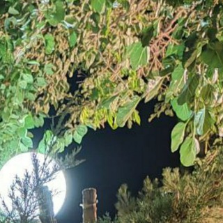 ادبیات فن
