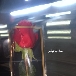 ݺ،لـِ،علياء.