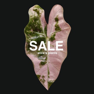 Alice's plants продажа