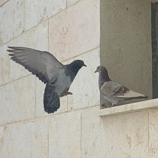 مَلاذ 🕊~