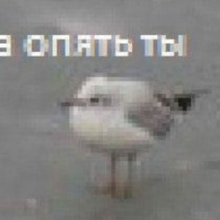 веранда чета рисует👁️