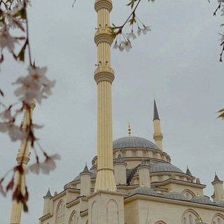 دَعــم السَّـــلام 🕊
