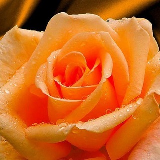 (✷‿✷) زهـــــــور (✷‿✷)