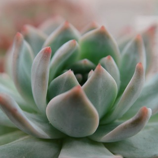 AmurSucculents | Суккуленты Амурки