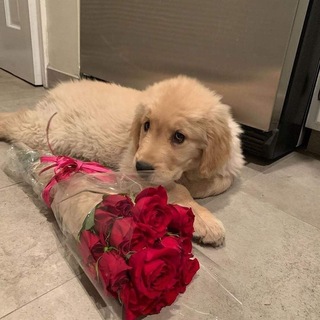 anvyflower