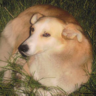 Щенок в бетоне