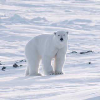 Белый медведь🐻‍❄️