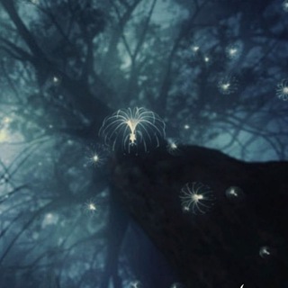 ˚⋆Biology of Pandora˚⊹