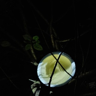 АХ в кустах
