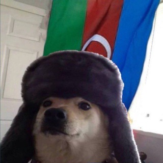 >cute Azerbaijani doggo