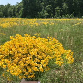 ۫ 𔘓🌼🌱 ๋ ۪ ּ