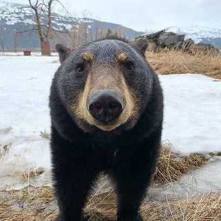 Аватар канала Bear Core @bearcoredgb
