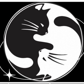"Белояр"-приют бездомных котят Калининград😺