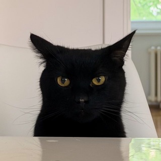 книги, коты и я