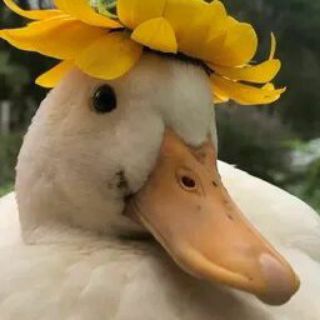❗РЕСТ❗Бося вещает