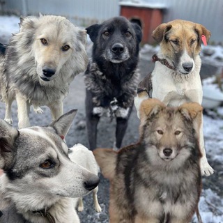 Слюдянка Приют для собак 🐶Братья наши меньшие🐶