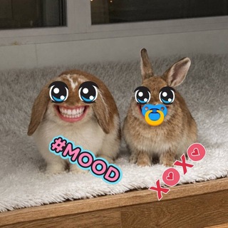 : кролики кф >_< .. 𓌔‌