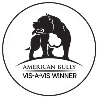 VIS-A-VIS WINNER питомник собак в Крыму Американский булли ABKC
