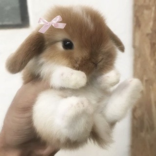 ♡₊˚ bunnyvault 🐾
