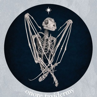 ONORE || taxidermy