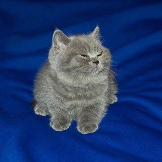 каноничный щитпостинг