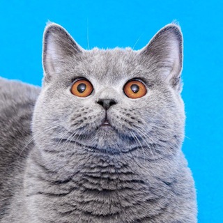 Питомник Британских кошек 7- cat