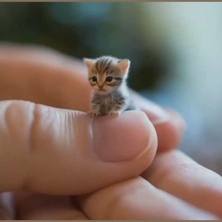 Котовасные Наушники