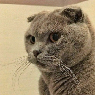 cat mood 🐾