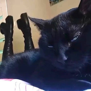 catboomer 🐈‍⬛