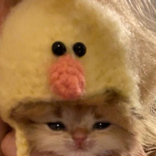 Аватар канала мемные животные @catsc