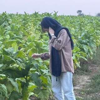 گربه سیاه.