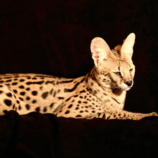 Питомник кошек SoulCats - Саванна Ф1 и Чаузи Ф1