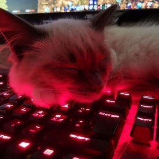 CATWARgram