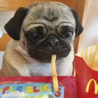 PUGS CONFESSION′ᵈᵃⁱˡʸ