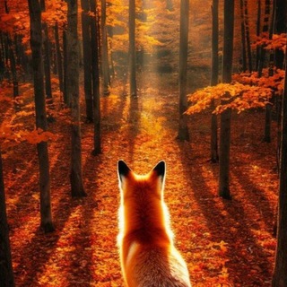 🍁Fox hobbies chanel🍁