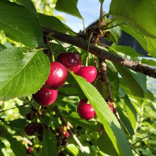Вишневое безумие🍒☀️