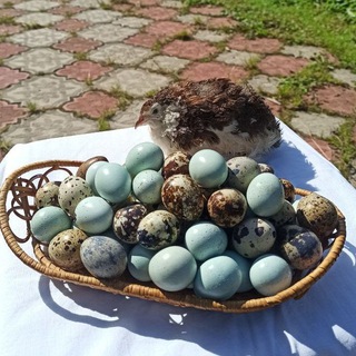 Курочки и цыплята