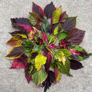 Колеусы (coleus_msk)