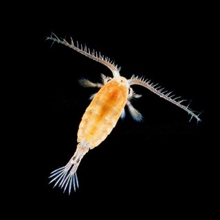 COPEPODA!!