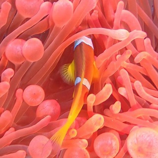 Coral Dreaming