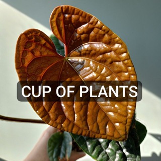 Чаша растений - Cup of plants