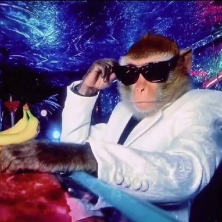 Daily Monkeys