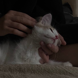 Пластичное бревно