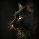 Lanicat - Підтримка