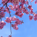 BLOSSOM