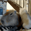 🌸Galaxy_Capybaras🌺