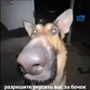 ᑕᑌᒪT Oᖴ ᗷEᗷᖇIKS
