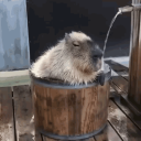 Друзьяшки