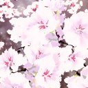 Sakura Shop