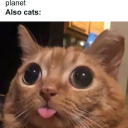 кот балбес гей айран